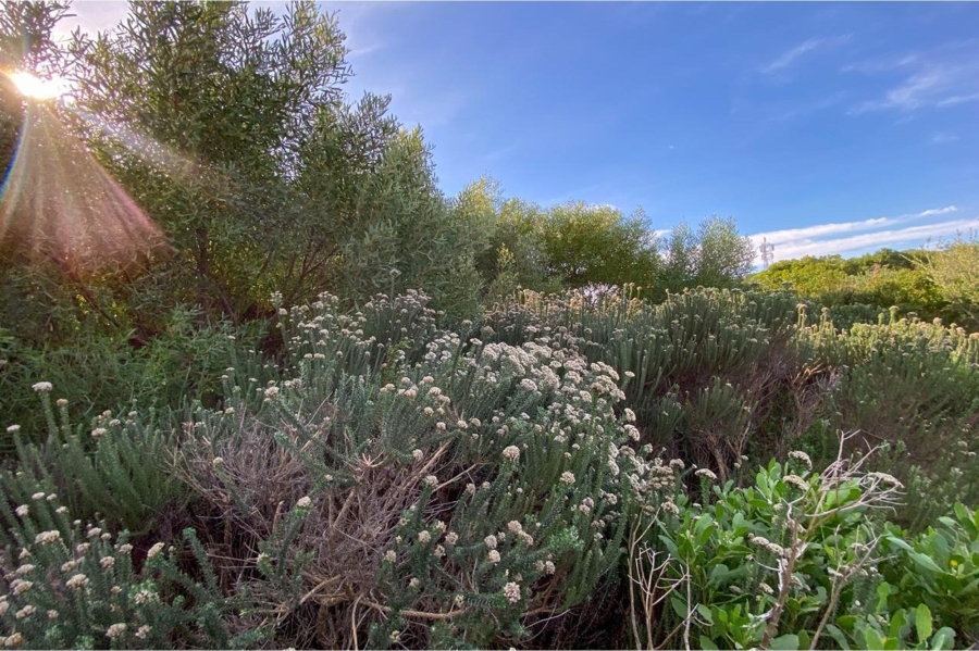 0 Bedroom Property for Sale in Bettys Bay Western Cape
